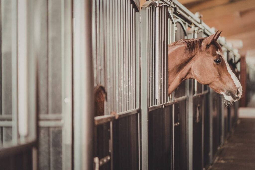 Zwierzę w stajni