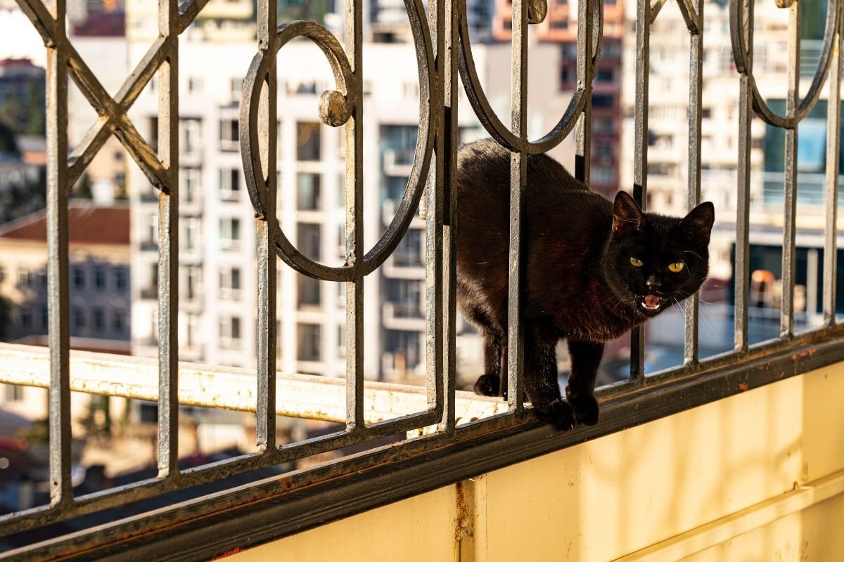 Odważny mruczek na wysokości