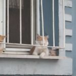 Koty obserwujące okolicę