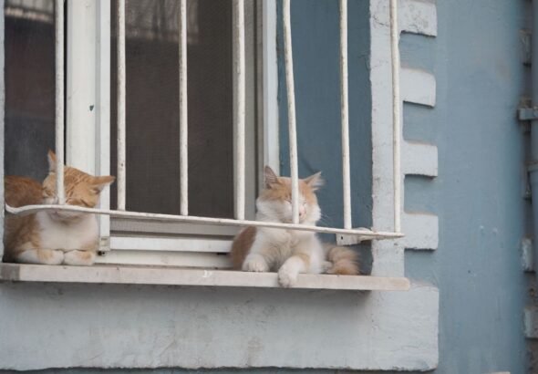 Koty obserwujące okolicę